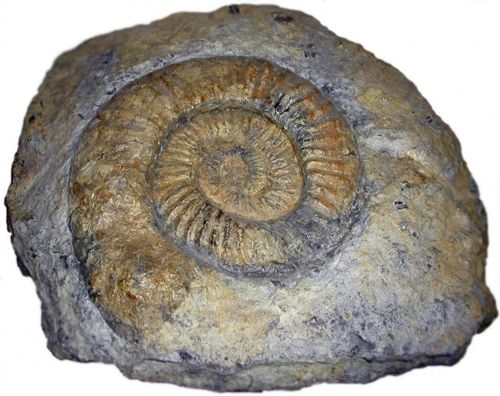 ammonitesz